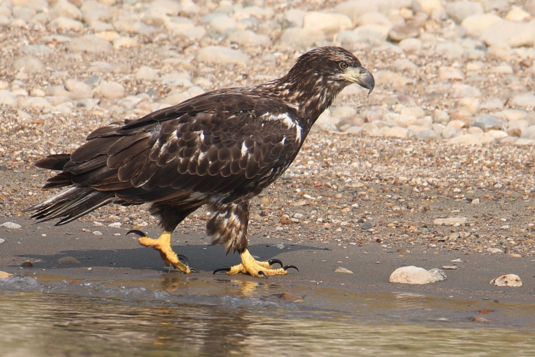 Young Bald Eagle